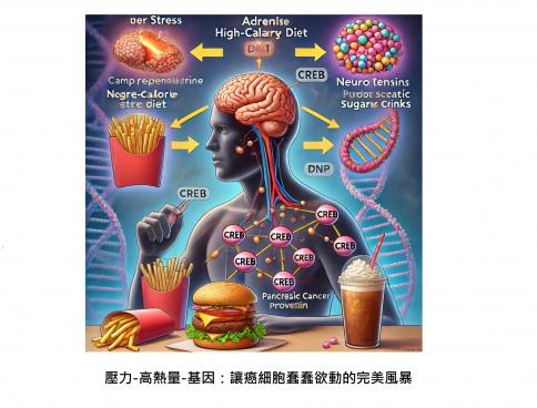 吃高熱量美食來紓壓的生物本能，現在變成誘發癌症陷阱