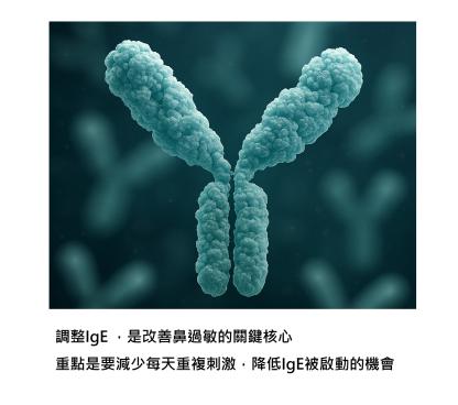 為什麼一換環境,鼻子就通了? 免疫球蛋白E如何在鼻腔裡「記住」過敏,以及調整的原則