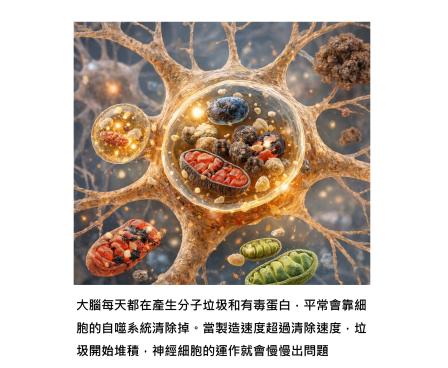 大腦的垃圾與清除,決定大腦會不會老 - 從自噬與氧化壓力談起