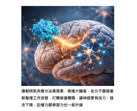 為什麼動一動,記憶力真的會變好 – 認識連結肌肉與大腦的運動護腦分子鳶尾素(Irisin)