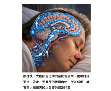 睡眠是大腦每天晚上的清潔時間 - 在生活與工作的排序裡,睡覺要排第一位,不要把睡眠時間挪作他用