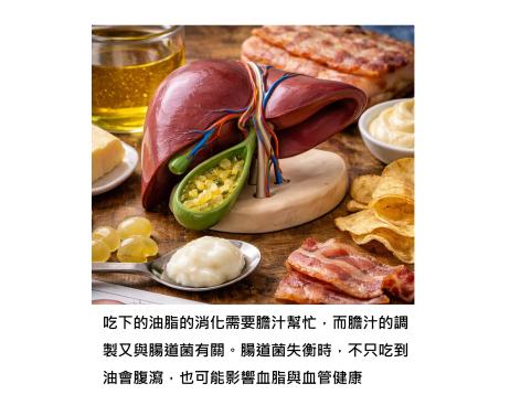 為什麼有些人油吃多就不舒服?其實是膽汁消化能力與腸道菌在提醒,還與血管健康有關