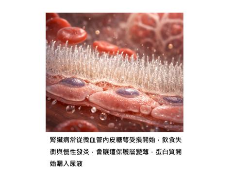 被忽略的腎臟健康關鍵 – 腎臟血管內皮細胞及糖萼