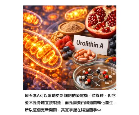 粒線體可以更新,但關鍵在腸道菌 – 尿石素A如何啟動身體能量開關