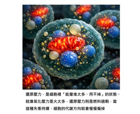 抗氧化補身體做過頭,還原壓力過高,其實也會傷身