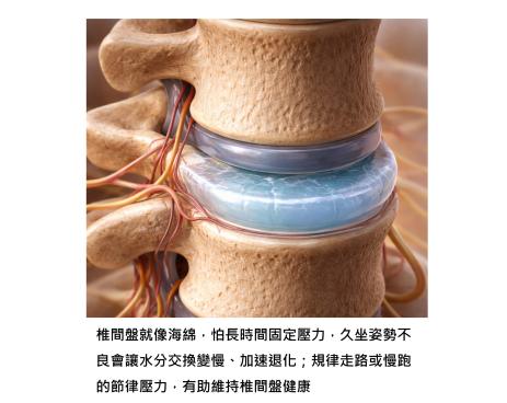 椎間盤如何保養?科學研究給出答案:跑步,讓它每天「好好呼吸」