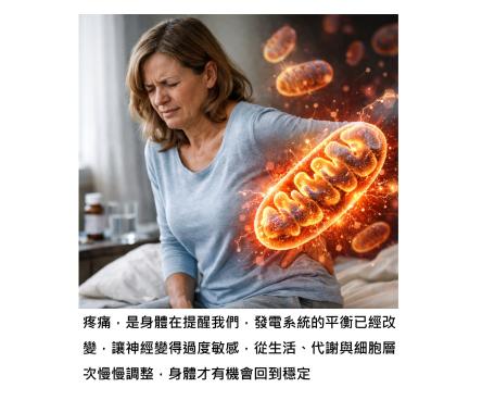 慢性疼痛,其實是身體「發電、發炎、修復」同時失衡的結果,關鍵在粒線體