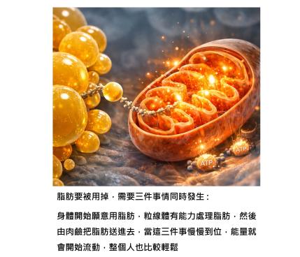 脂肪肝能不能逆轉,關鍵在脂肪能不能進粒線體燃燒掉:肉鹼這條被忽略的代謝路