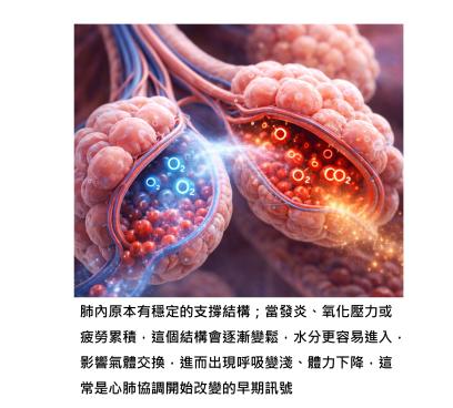 當呼吸開始變淺、沒那麼順,其實很多時候跟心臟和肺的配合問題有關