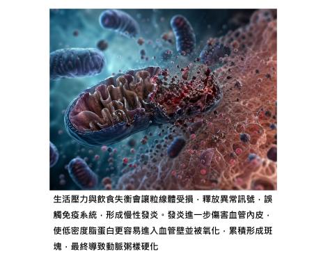 會不會動脈硬化,關鍵不只在膽固醇,而在更上游的粒線體品質