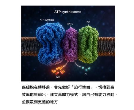 癌細胞為什麼會擴散?其實關鍵在「癌細胞的體力」